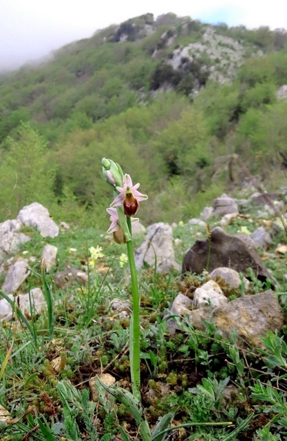 Ophrys crabronifera & Ophrys holosericea sp. � Monti Lucretili  (Roma).